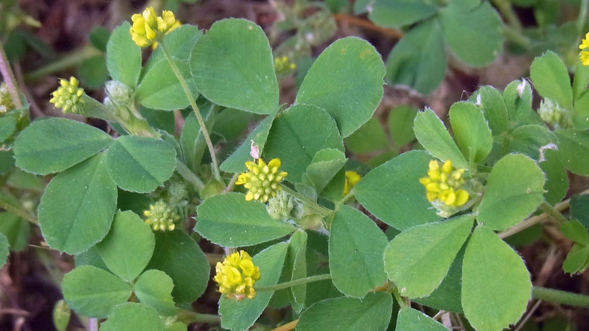 Black Medic: What This Weed Looks Like & How to Prevent & Control It