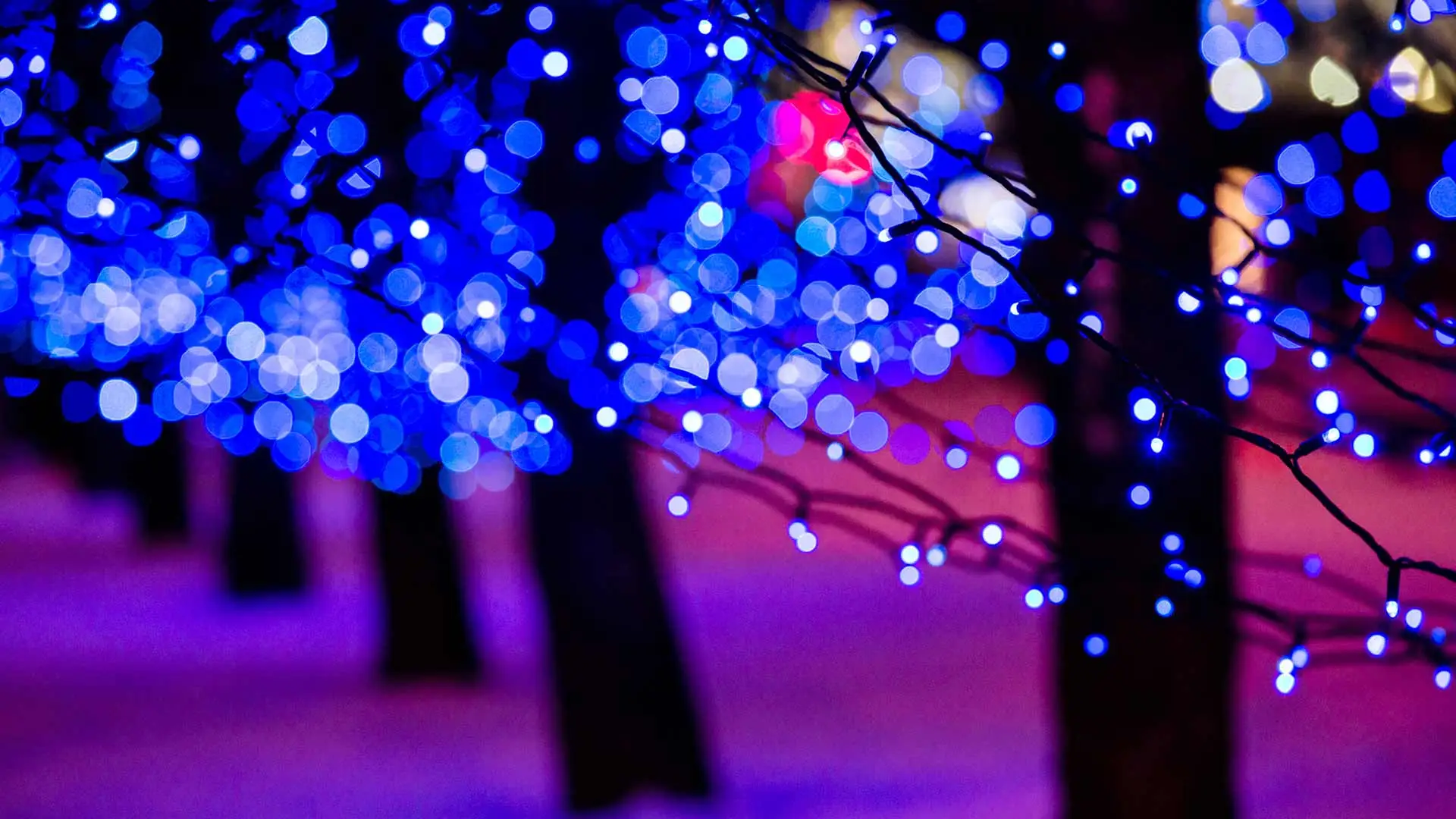Blue holiday lights decorating trees in Louisville, Kentucky.