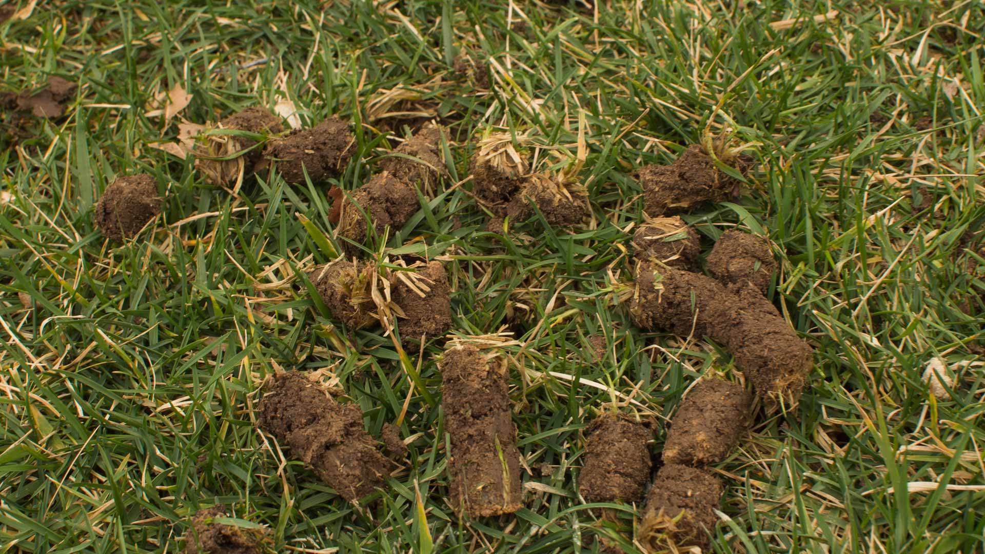 What Are Those Brown Things All Over Your Grass After Core Aeration?