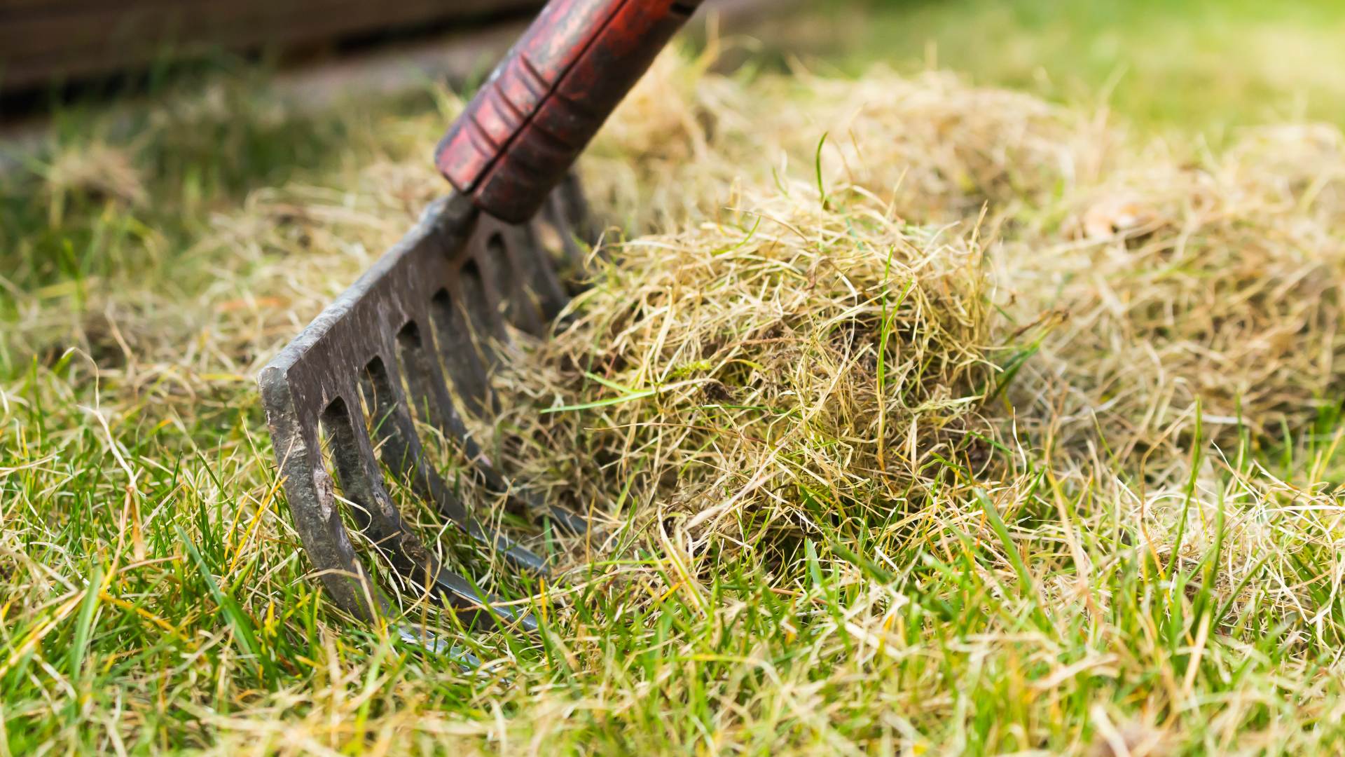 Does Your Lawn Have Too Much Thatch Build-up? Here's How to Find Out