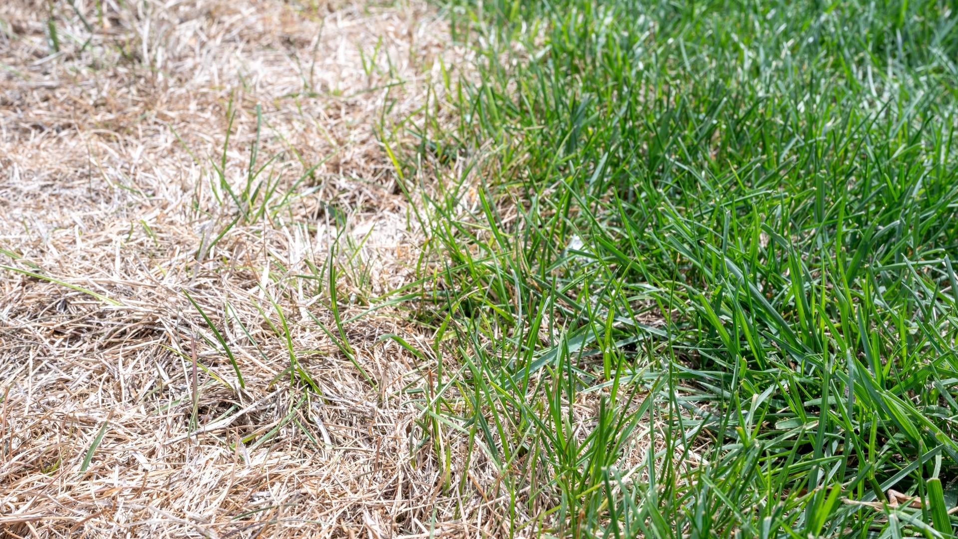 Don’t Overfertilize Your Lawn - It Could End up Doing More Harm Than Good