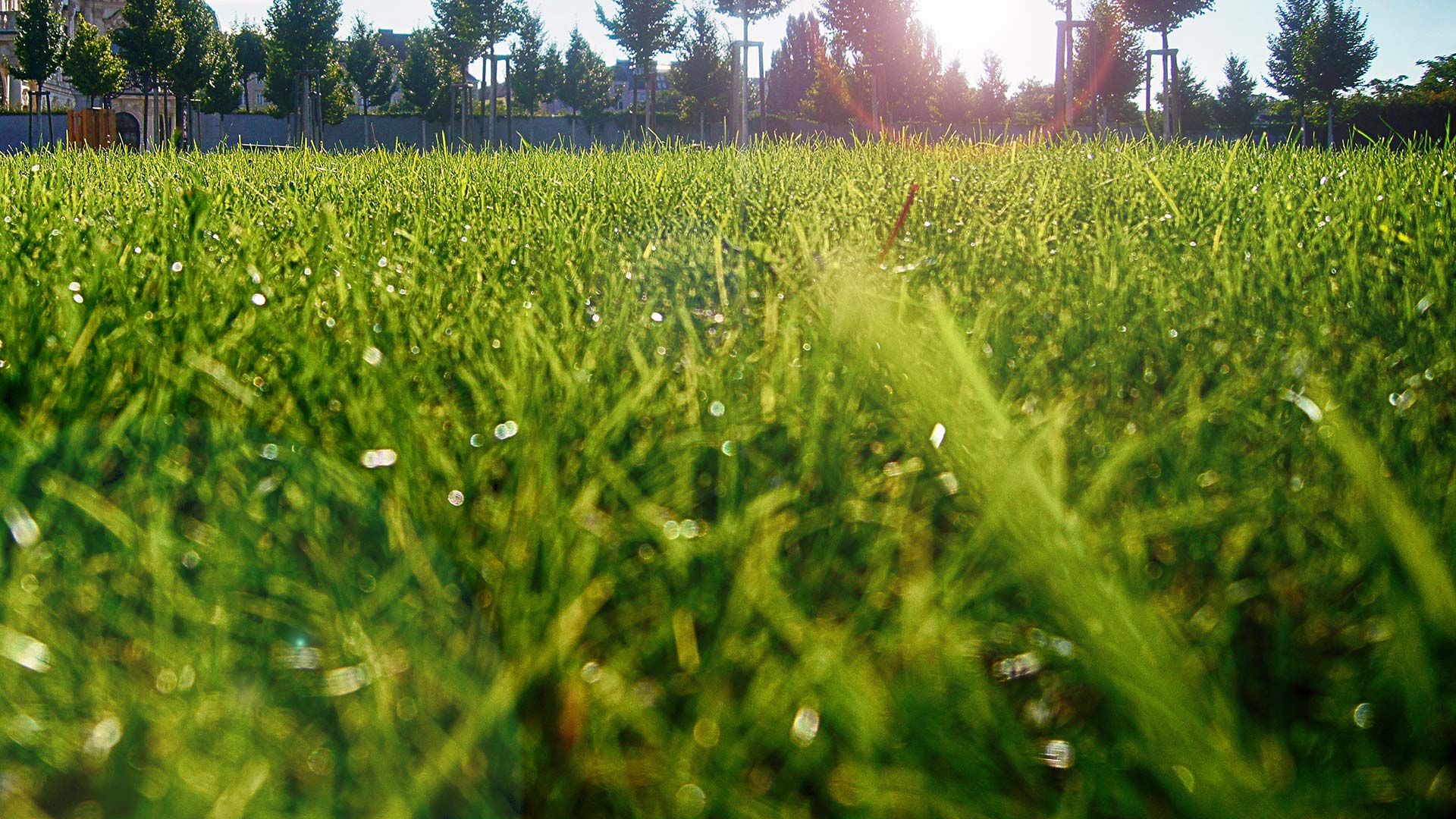 Close up of grass in need of mowing in Louisville, KY.