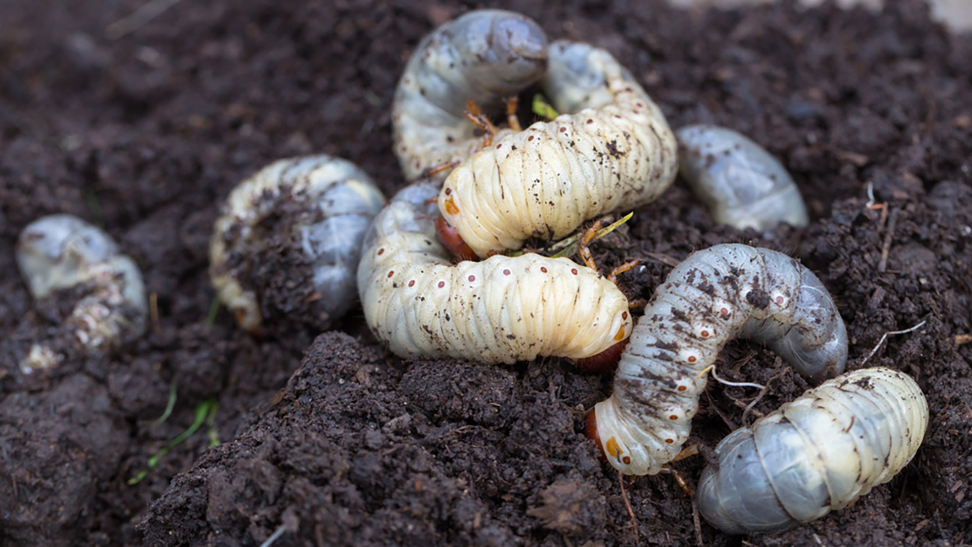 Don’t Wait Until It’s Too Late - Schedule Preventative Grub Control NOW