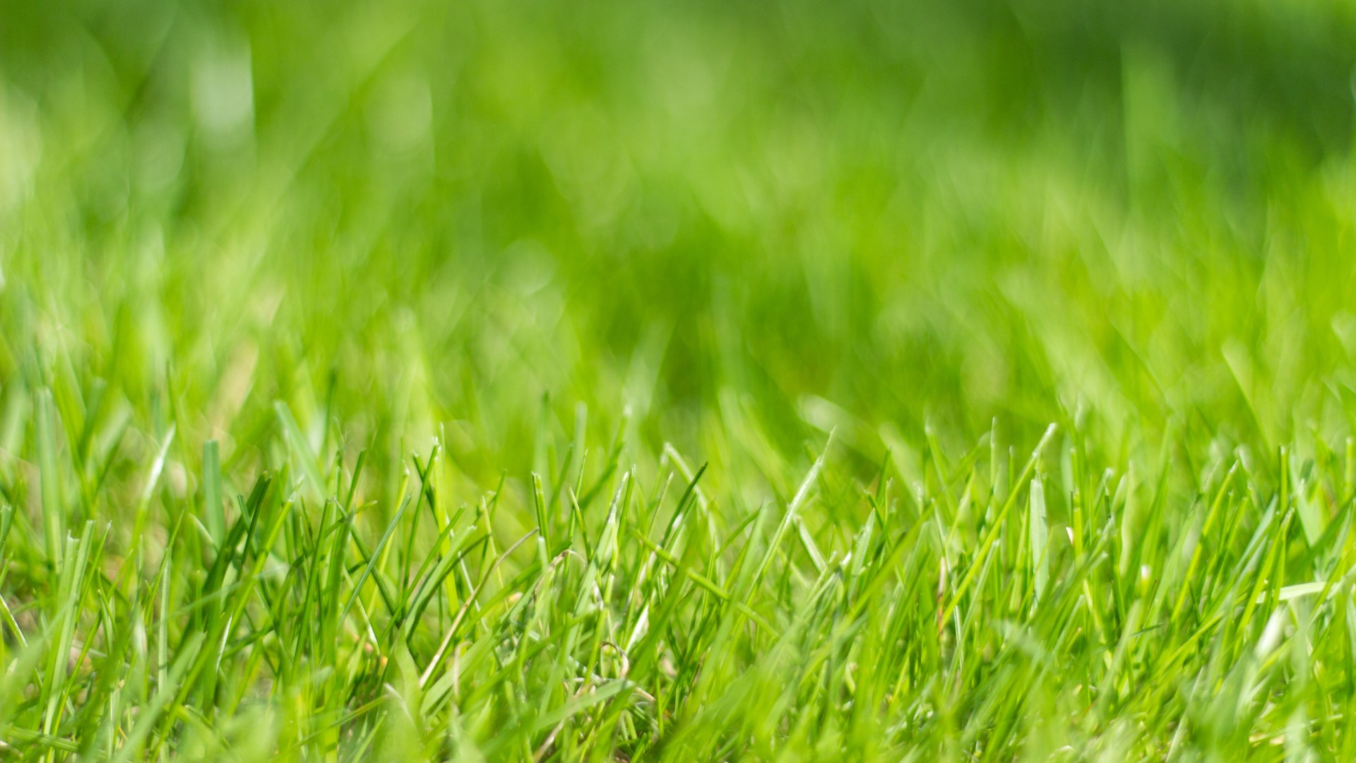 The 3 Main Nutrients in Your Fertilizer & What They Do for Your Grass