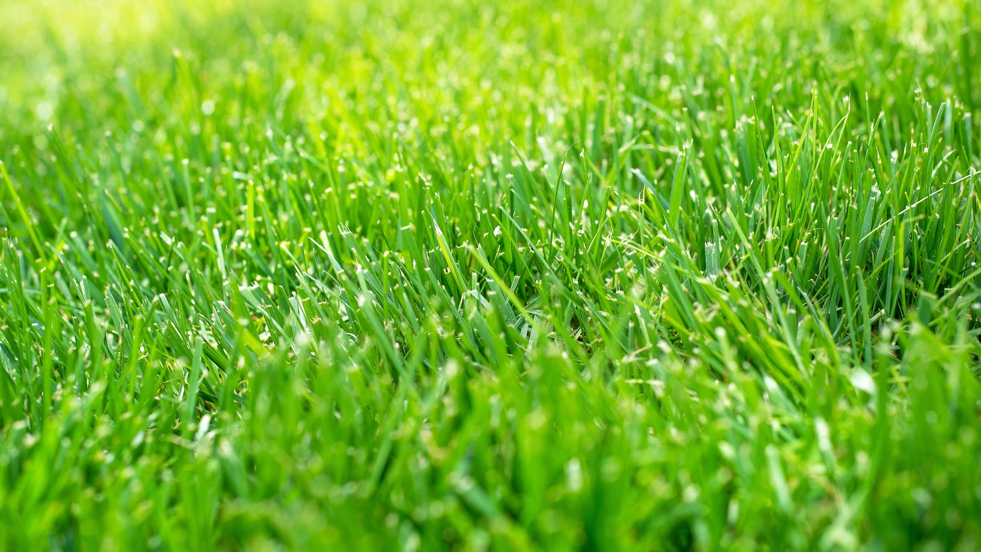 Grass blades in a lawn after mowing serviced in Marysville, IN.