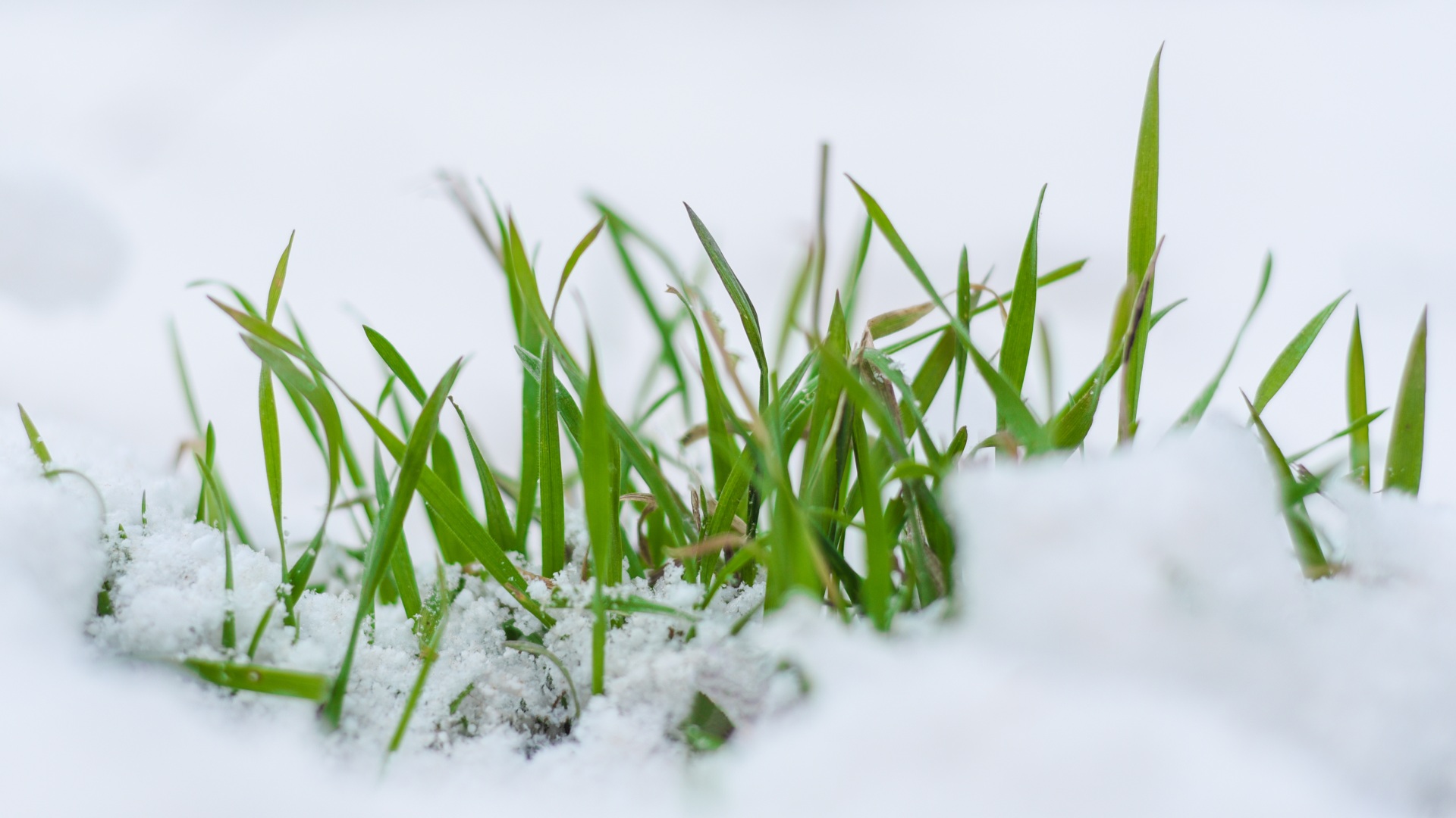 3 Tips to Help Your Grass Survive the Winter in Southern Indiana
