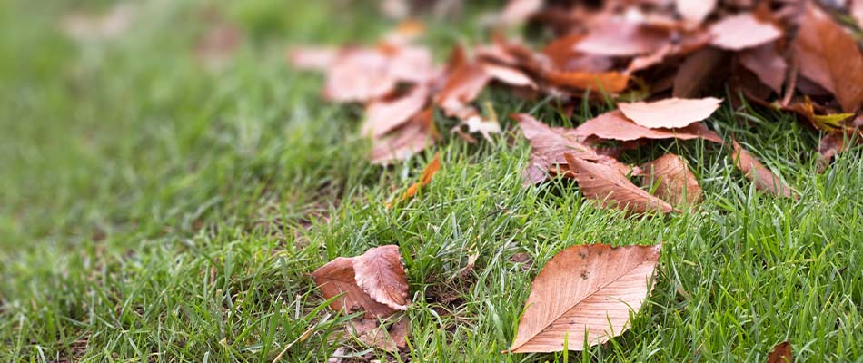 Can You Get Away with Ignoring the Fallen Leaves This Fall?