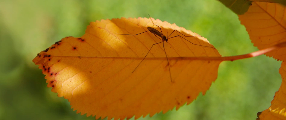 Mosquito on a fall leaf near Louisville, KY.
