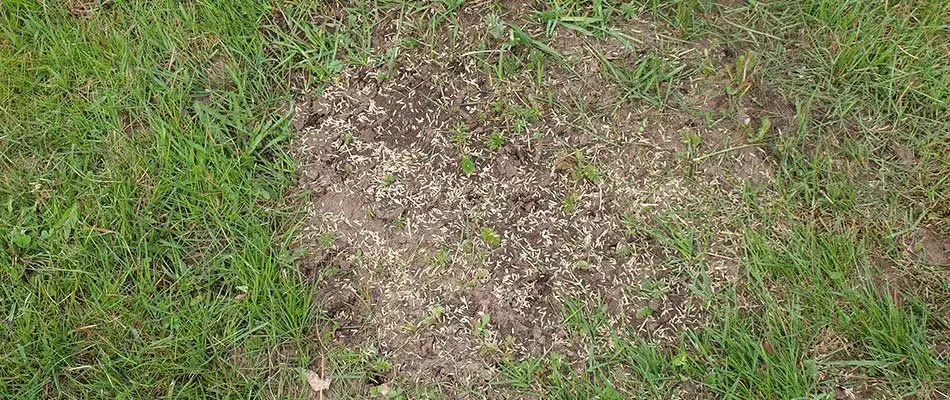 Overseeding a patchy lawn spot near Louisville, KY.