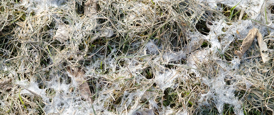 Snow mold on lawn grass in Jeffersonville, IN.