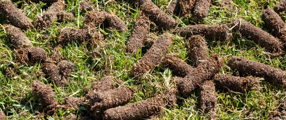 Aeration core plugs left in a lawn after service in Louisville, KY.