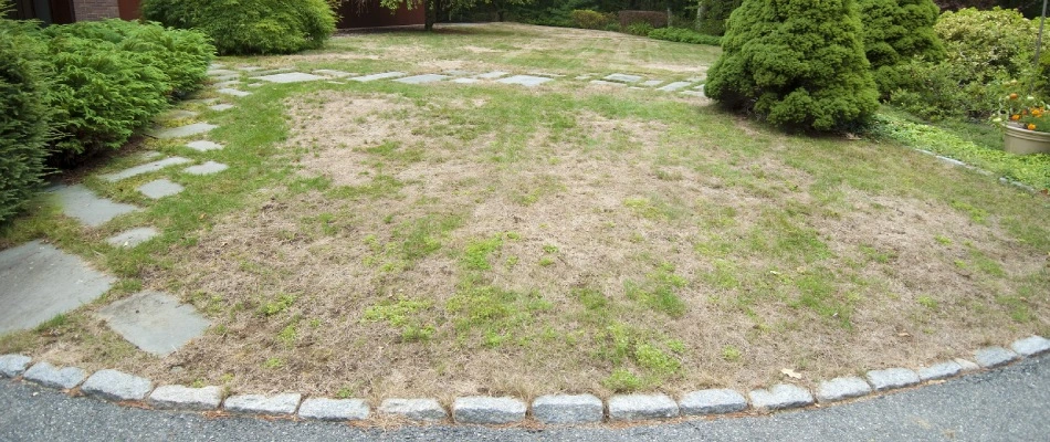 Brown patch lawn disease infected lawn in Jeffersontown, KY.