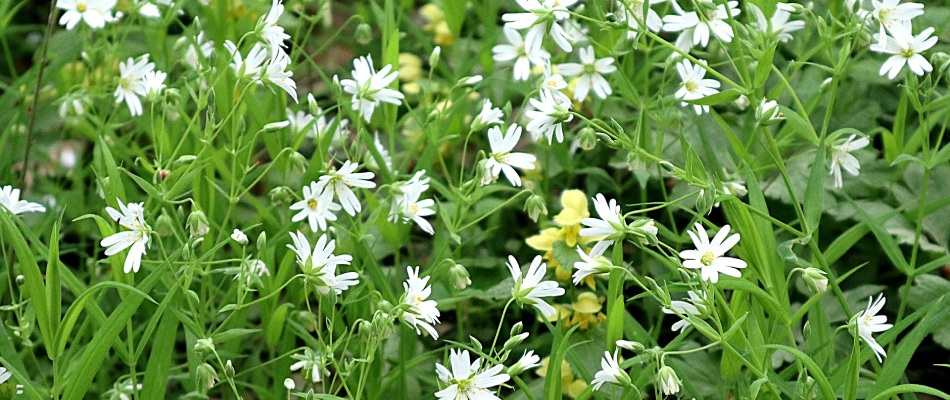 Chickweed infestation found in landscape bed in Jeffersontown, KY.