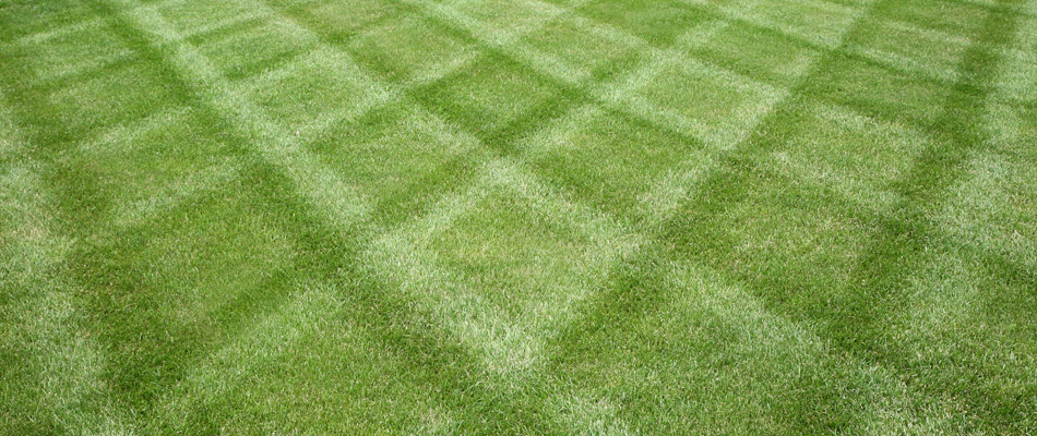 A commercial lawn with mowing patterns in West Buechel, KY.