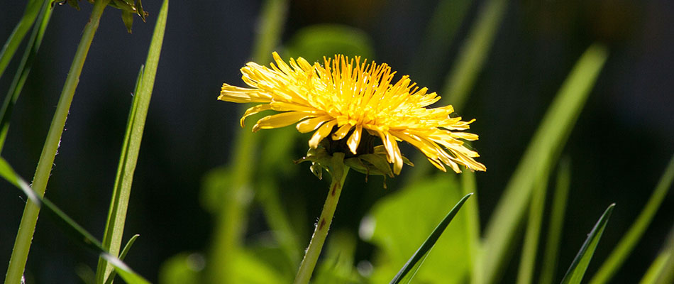 Picture of dandelion weeds in Louisville, Kentucky