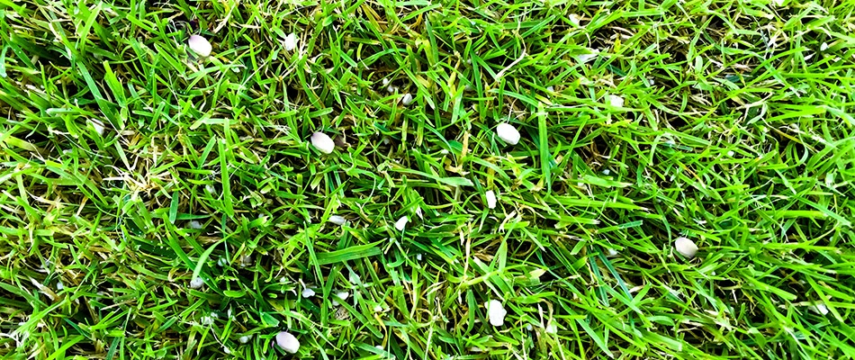 Fertilizer spread upon a lawn in Jeffersonville, IN.