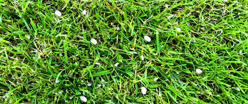 Granular fertilizer pellets spread over lawn in Bellemeade, KY.