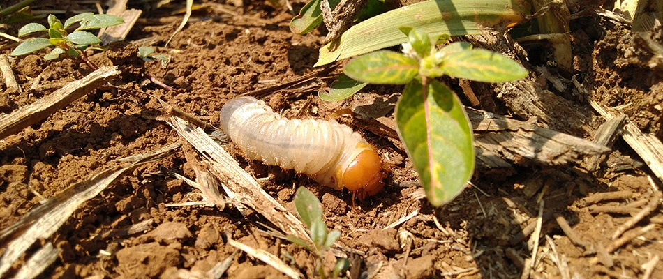 A grub spotted in a landscape bed by a home in New Albany, IN.