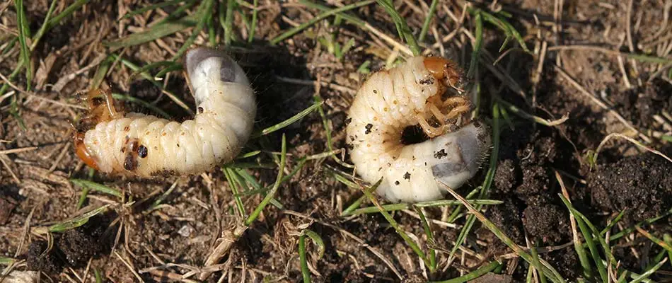 Grub pests seen in a yard near New Albany, IN.