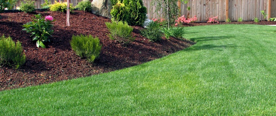 Healthy lawn with no diseases found in New Albany, IN.