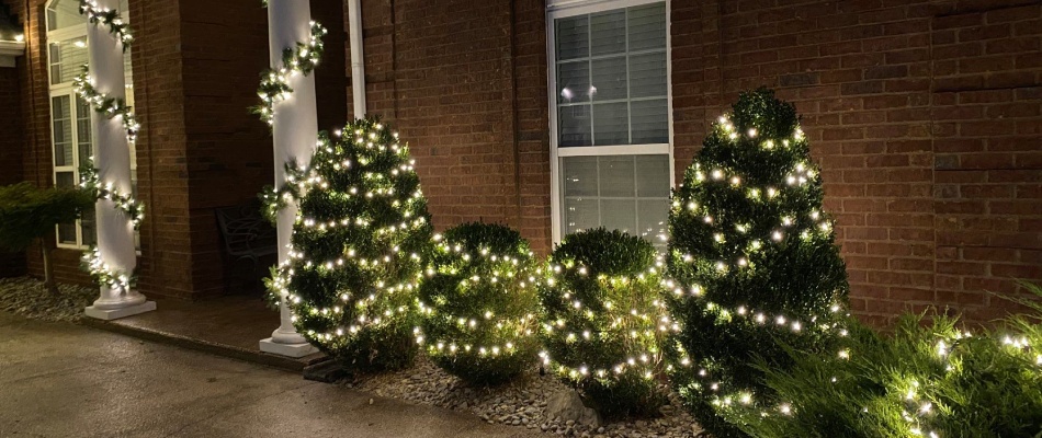 Holiday white lights wrapped around shrubs in front of a home in Louisville, KY.