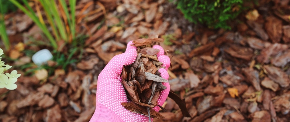 Mulch ground covering held in professional's hands in Jeffersonville, IN.