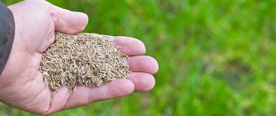 Picture of a person holding seeds used for overseeding