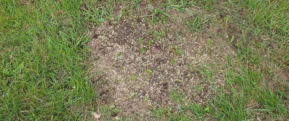 Patchy lawn with overseeding service near Louisville, KY.