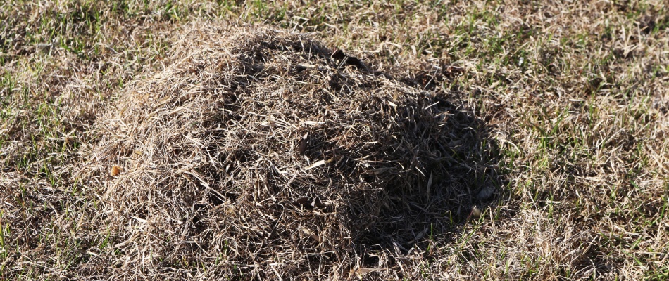 Pile of thatch in lawn in Louisville, KY.