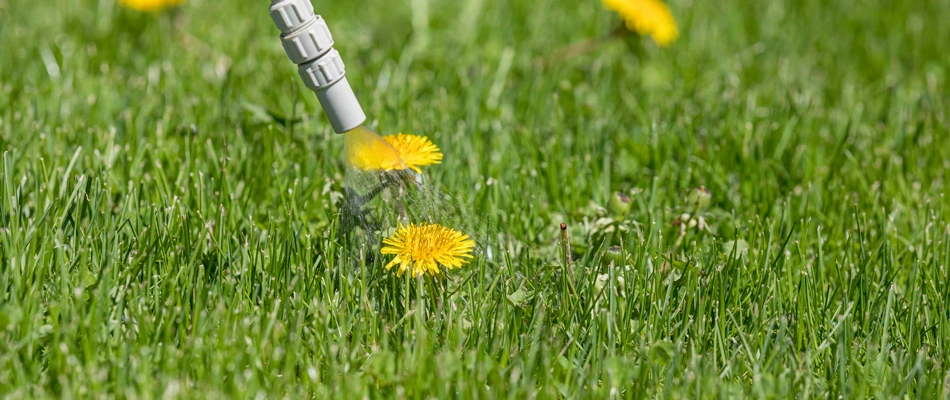Post-emergent weed control being applied to dandelion in a lawn in Rolling Hills, KY.