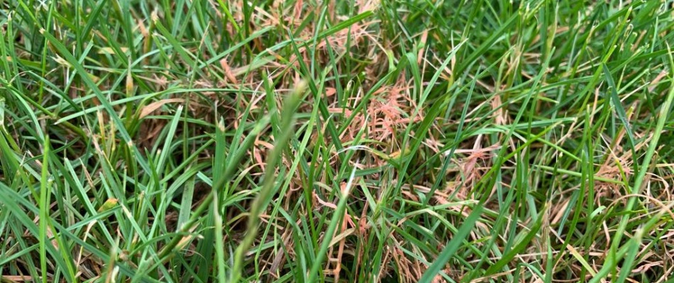 Red thread disease found in an unhealthy lawn in Clarksville, IN.