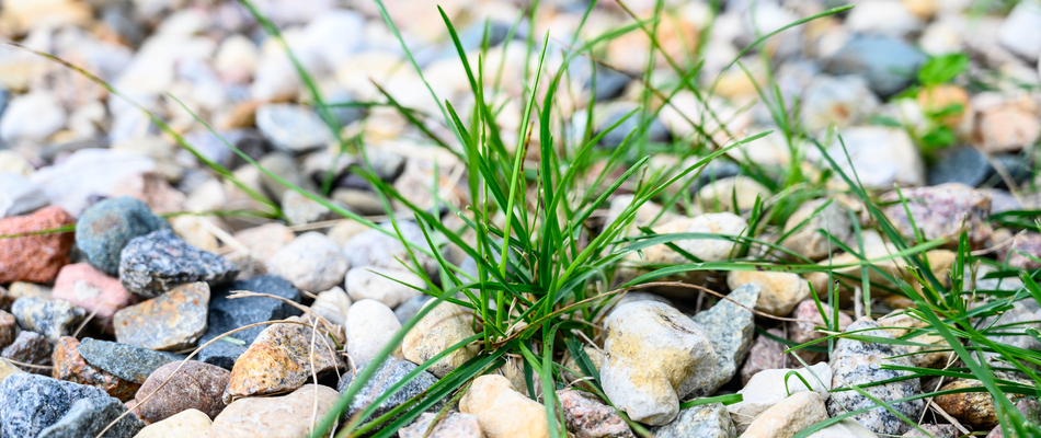 Crabgrass growing through rocks in a landscape bed by a home in Clarksville, IN.